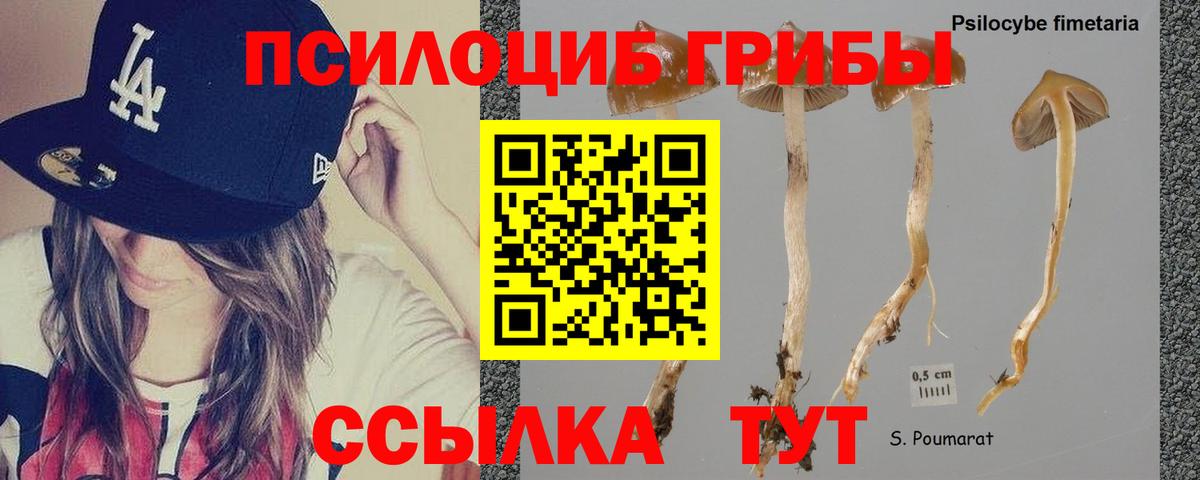 Балтийск  Галлюциногенные грибы Psilocybine cubensis  Вход с VPN 